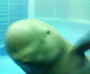 �˥������