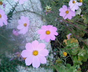 ����βȤǥ����⥹