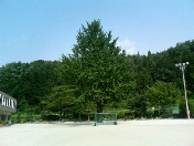 �����祦����